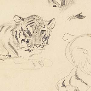 Studies of a Crouching Tiger